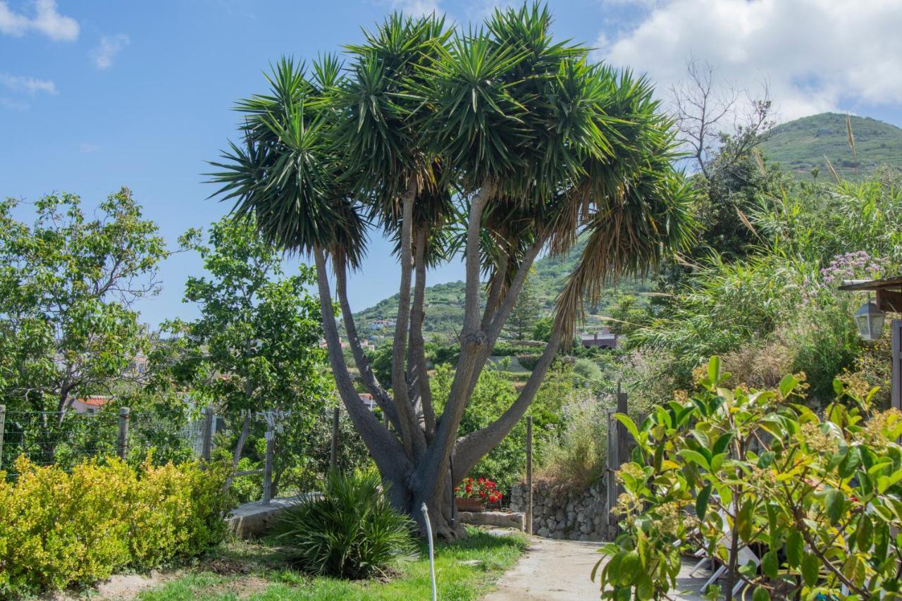 Villa Casa Yucca Forio di Ischia Exterior foto
